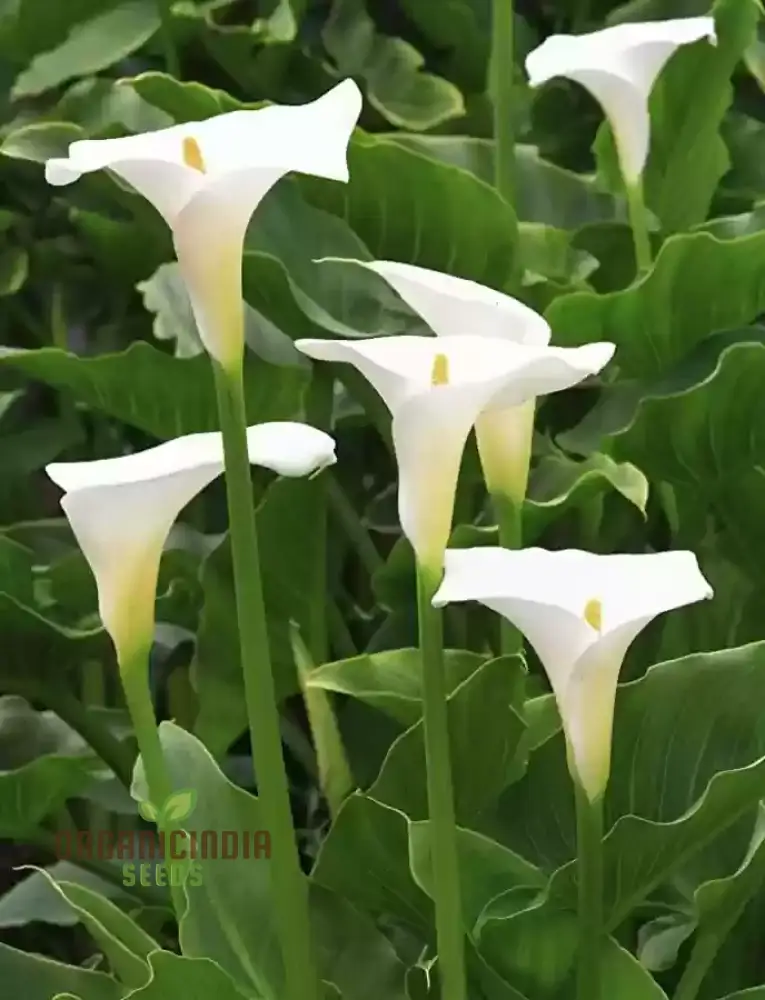 Zantedeschia Seeds (Zantedeschia Aethiopica Seeds) - Elegant White Blooms for Garden Planting