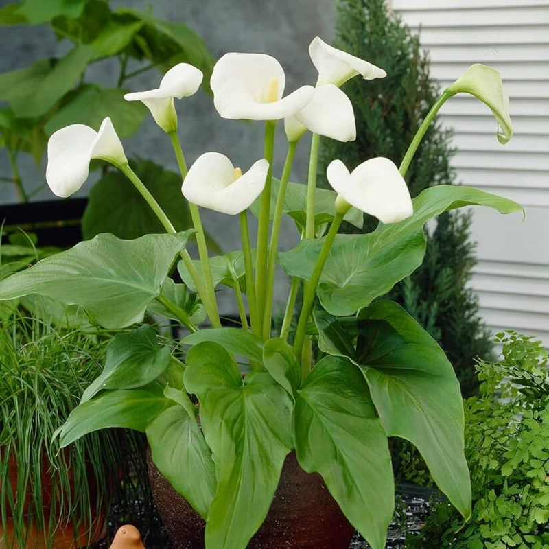 Zantedeschia Seeds (Zantedeschia Aethiopica Seeds) - Elegant White Blooms for Garden Planting