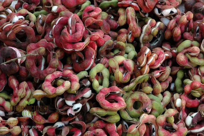 Jungle Jalebi Fruit Seeds, Exotic Tropical Fruit Seeds for Home Gardening, Rare & Unique Jungle Fruit Seeds for Your Garden