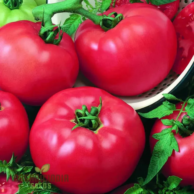 Tomato Seeds - Chef's Choice Pink F1, Premium Gardening Seeds