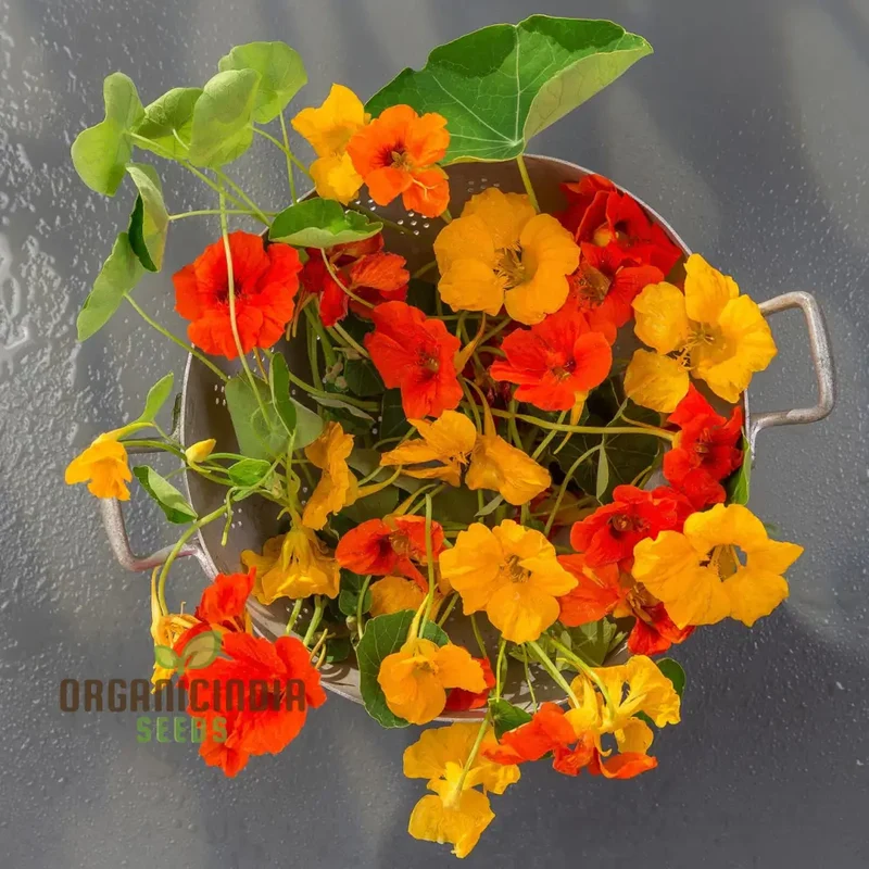 Tropaeolum Majus Nanum Single Mix Flower Seeds, Compact Nasturtiums for Beautiful Displays