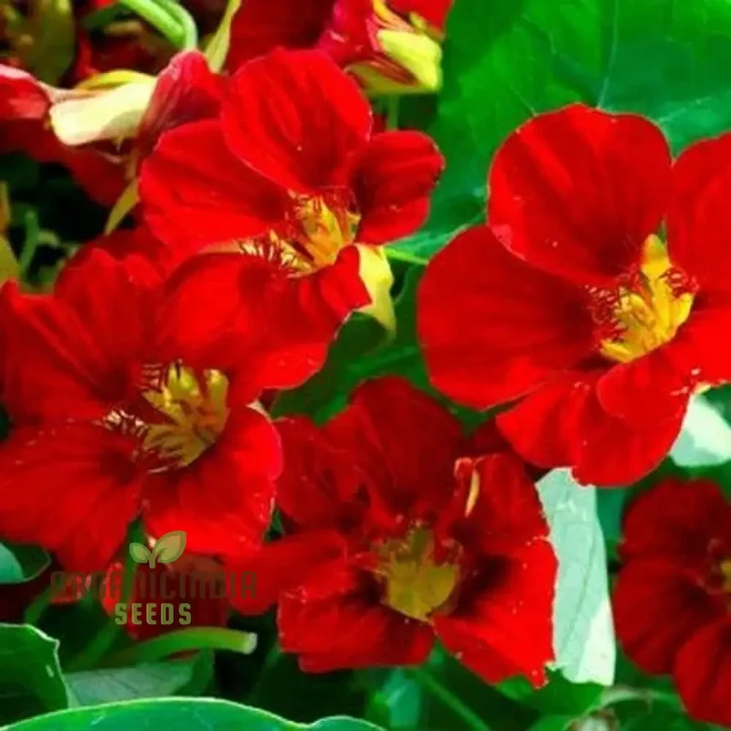 Tropaeolum Majus Nanum Single Mix Flower Seeds, Compact Nasturtiums for Beautiful Displays