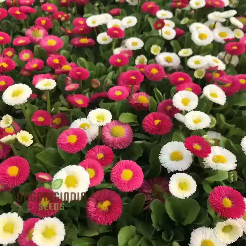 NM - Daisy Double Mix (Bellis perennis) Seeds for Gardening | Premium Quality Flower Seeds for Vibrant Garden