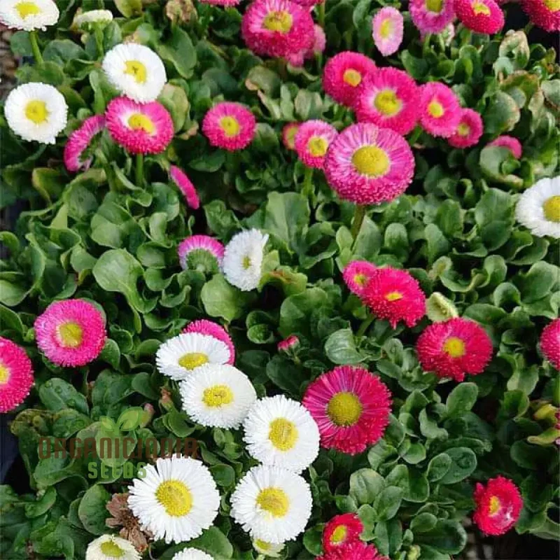 NM - Daisy Double Mix (Bellis perennis) Seeds for Gardening | Premium Quality Flower Seeds for Vibrant Garden