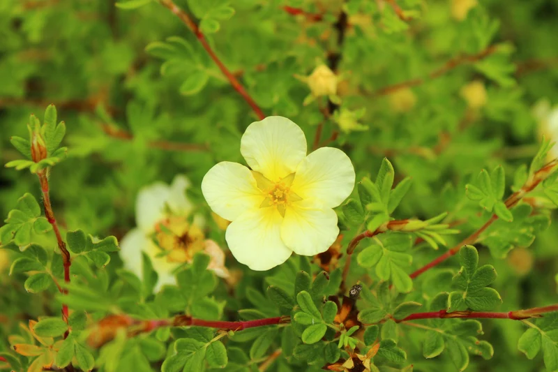 Potentille arbustive ‘Limelight’ ( Potentilla fruticosa ‘Limelight’)