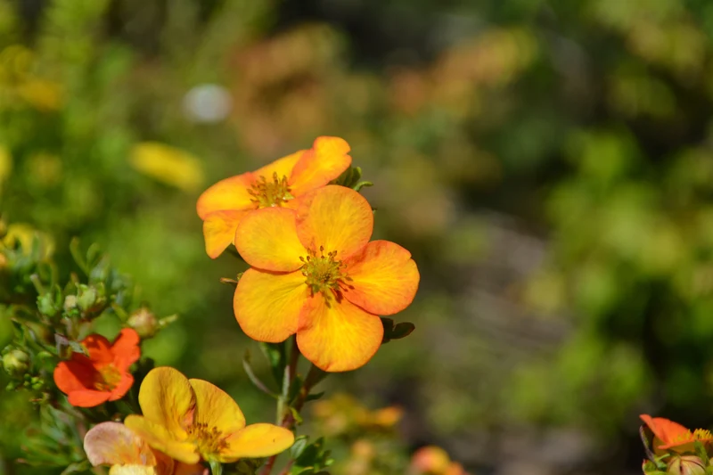 Potentille arbustive ‘Bella Sol’ ( Potentilla fruticosa ‘Bella Sol’)