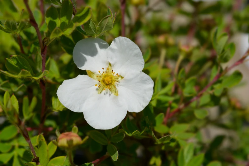 Potentille arbustive ‘Bella Bianca’ ( Potentilla fruticosa ‘Bella Bianca’)