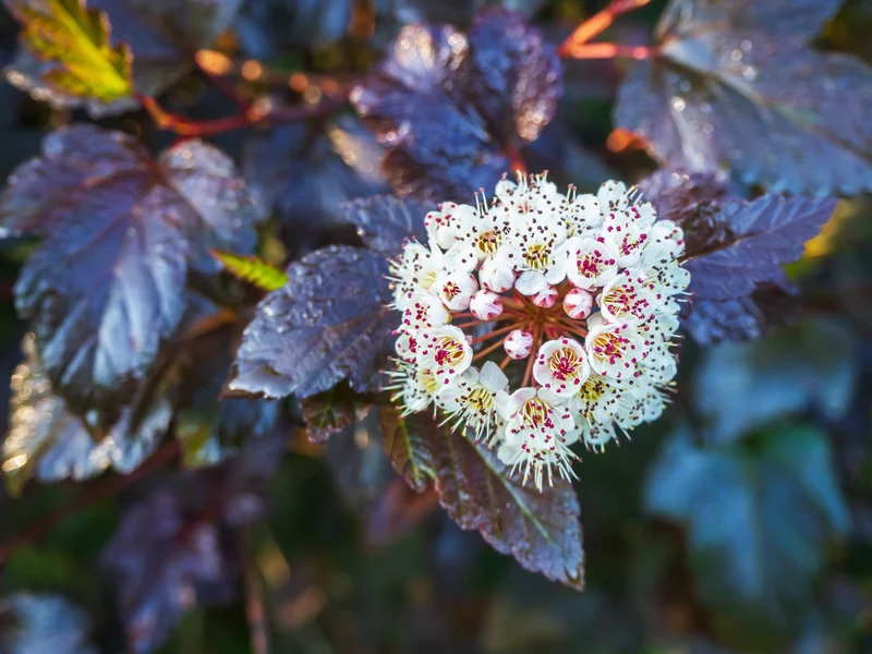 Physocarpe ‘Red Baron’ ( Physocarpus opulifolius ‘Red Baron’)