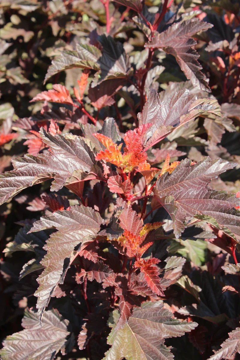 Physocarpe ‘Little Angel’ ( Physocarpus opulifolius ‘Little Angel’)