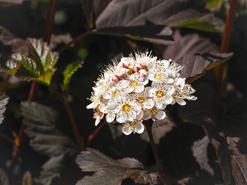 Physocarpe ‘Burgundy Candy’ ( Physocarpus opulifolius ‘Burgundy Candy’)