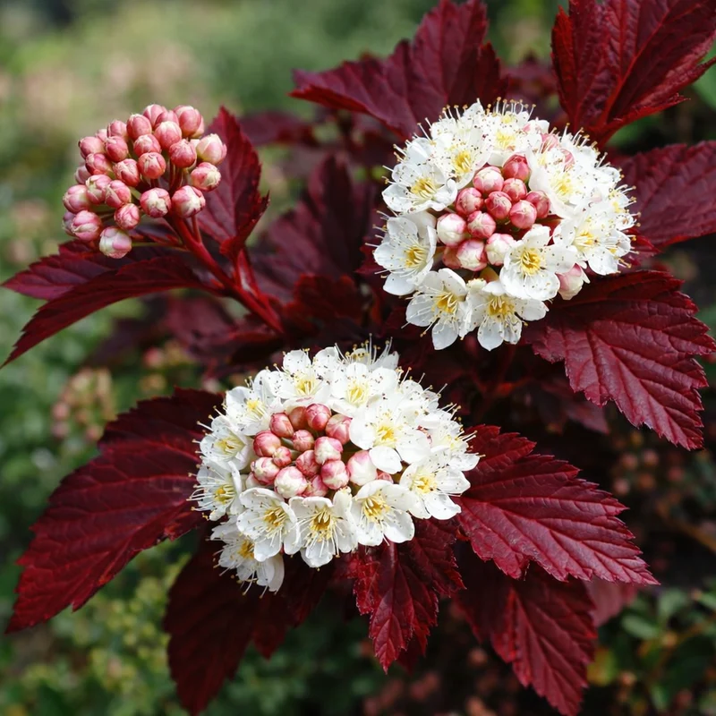 Physocarpe ‘Calico Kitty’ ( Physocarpus opulifolius ‘Calico Kitty’)