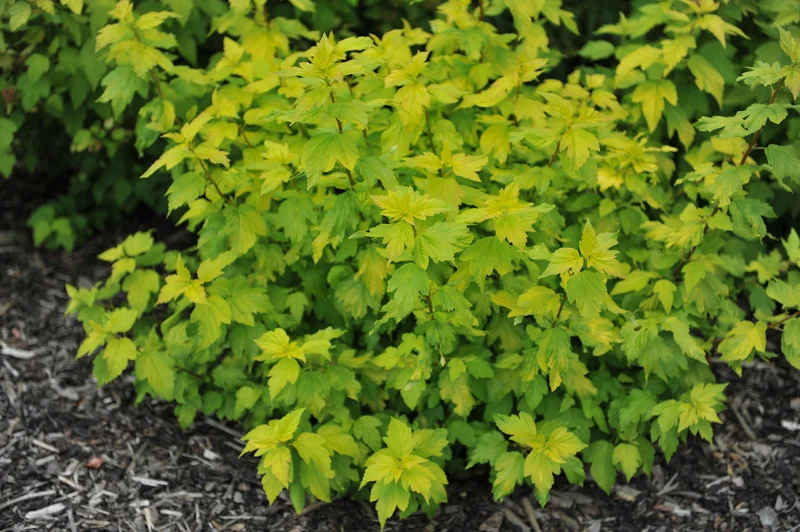 Physocarpe ‘Angel Gold’ ( Physocarpus opulifolius ‘Angel Gold’)