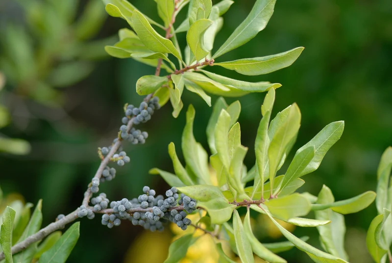 Myrica de Pennsylvanie ( Myrica pensylvanica )