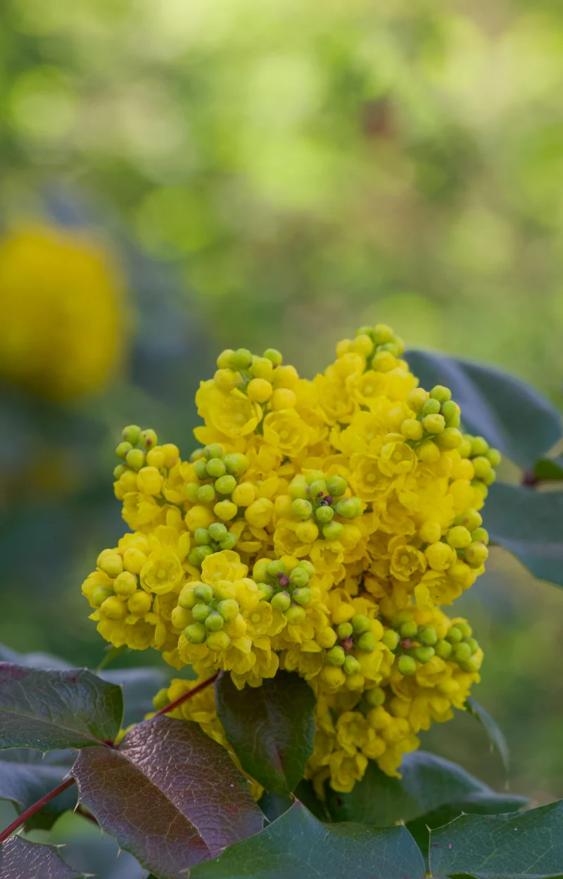Mahonia à feuilles de houx ( Mahonia aquifolium )