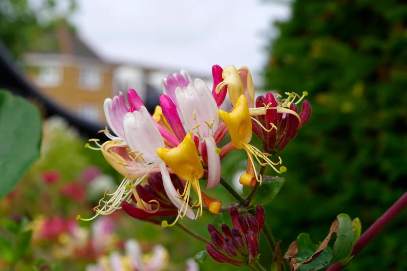 Chèvrefeuille des bois ‘Serotina’ ( Lonicera periclymenum ‘Serotina’)