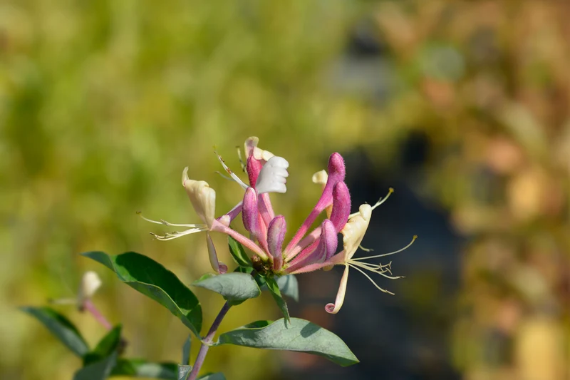 Chèvrefeuille des bois ‘Belgica’ ( Lonicera periclymenum ‘Belgica’)