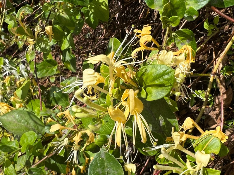 Chèvrefeuille du Japon ‘Halliana’ ( Lonicera japonica ‘Halliana’)