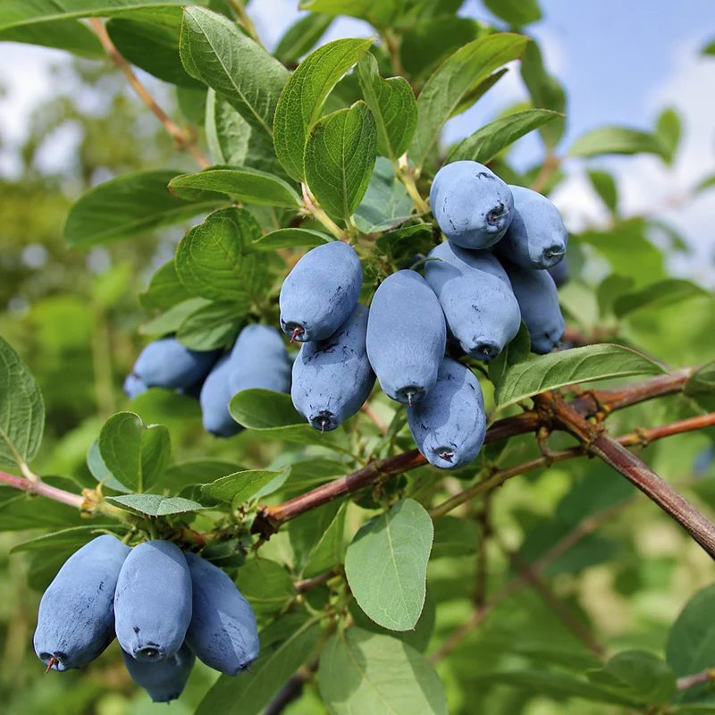 Camerisier ‘Boreal Beast’ ( Lonicera caerulea ‘Boreal Beast’)