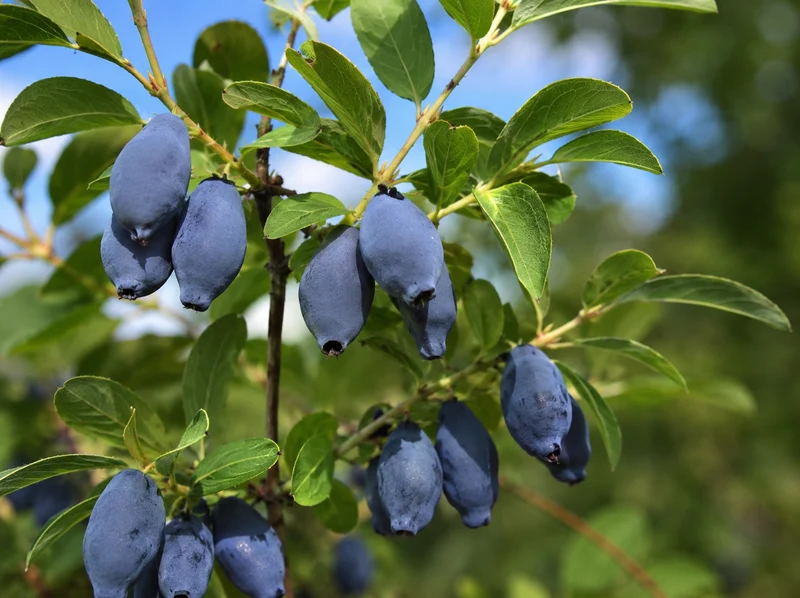Camerisier ‘Blizzard’ ( Lonicera caerulea ‘Blizzard’)