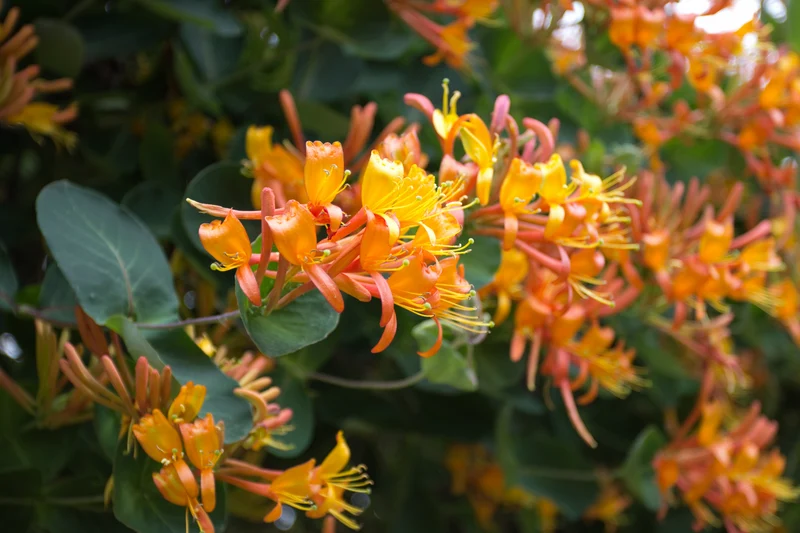 Chèvrefeuille grimpant ( Lonicera × tellmanniana )