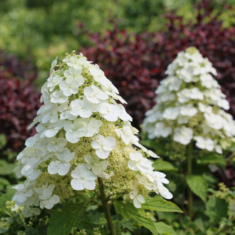 Hortensia à feuilles de chêne ‘Toy Soldier’ ( Hydrangea quercifolia ‘Toy Soldier’)
