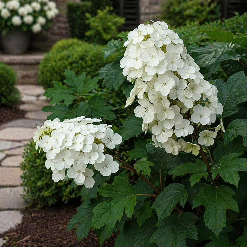 Hortensia à feuilles de chêne ‘Alice’ ( Hydrangea quercifolia ‘Alice’)