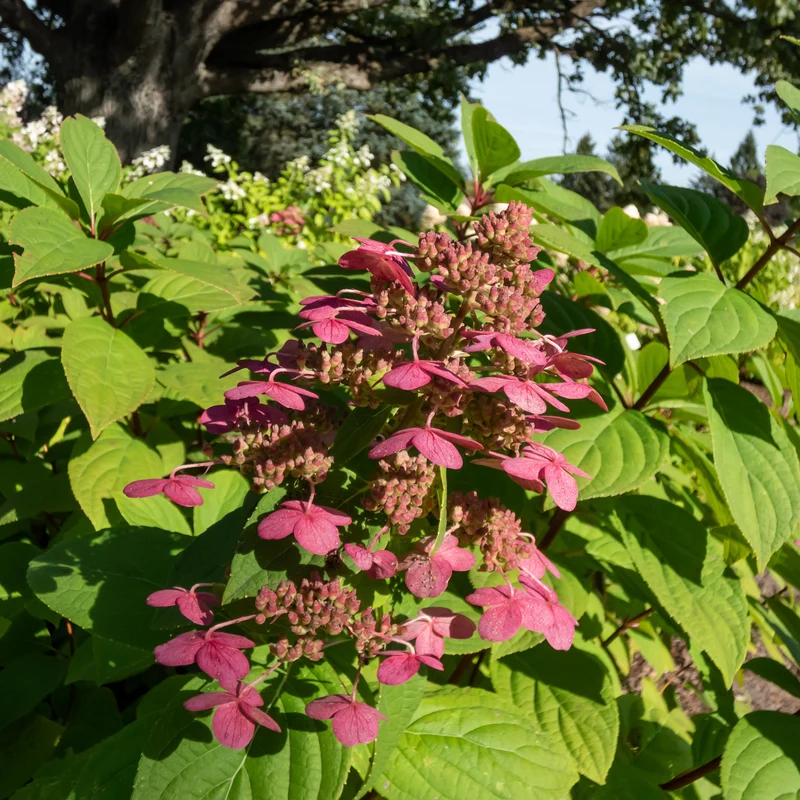 Hortensia paniculé ‘Wim's Red’ ( Hydrangea paniculata ‘Wim's Red’)