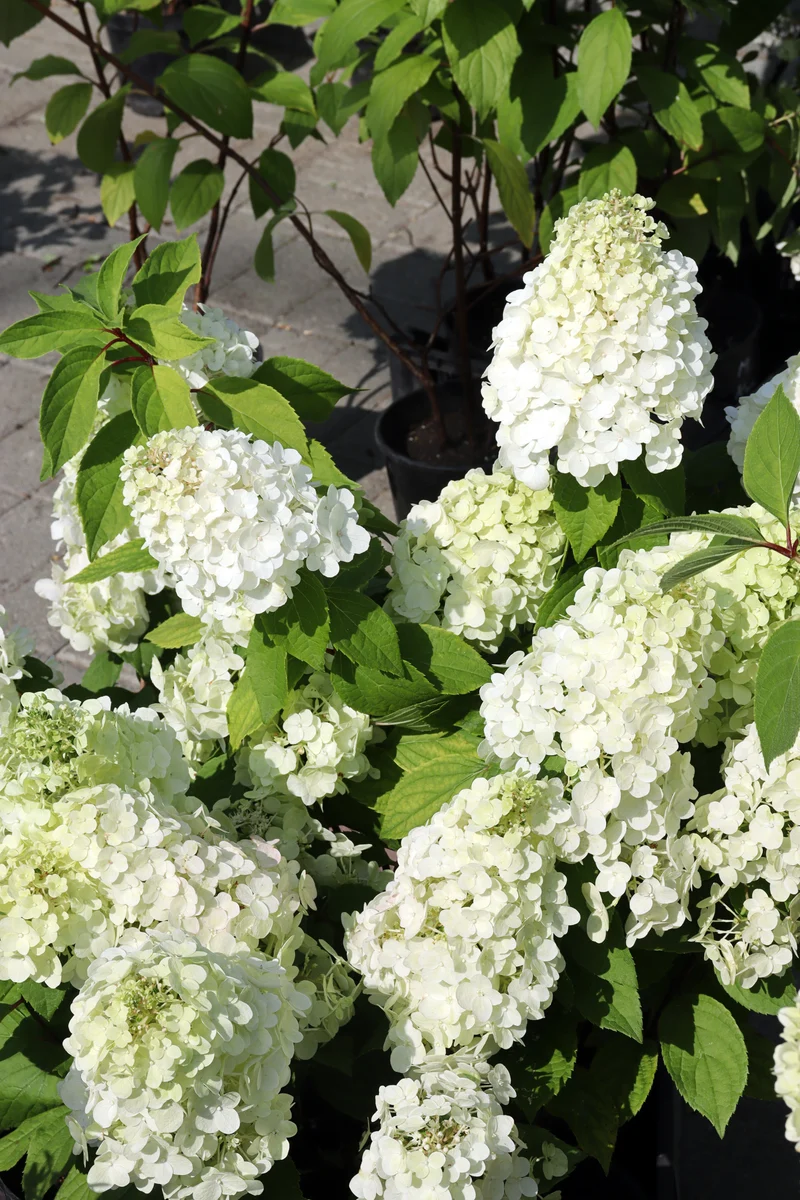 Hortensia paniculé ‘Summer Snow’ ( Hydrangea paniculata ‘Summer Snow’)