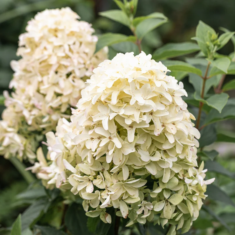 Hortensia paniculé ‘Skyfall’ ( Hydrangea paniculata ‘Skyfall’)