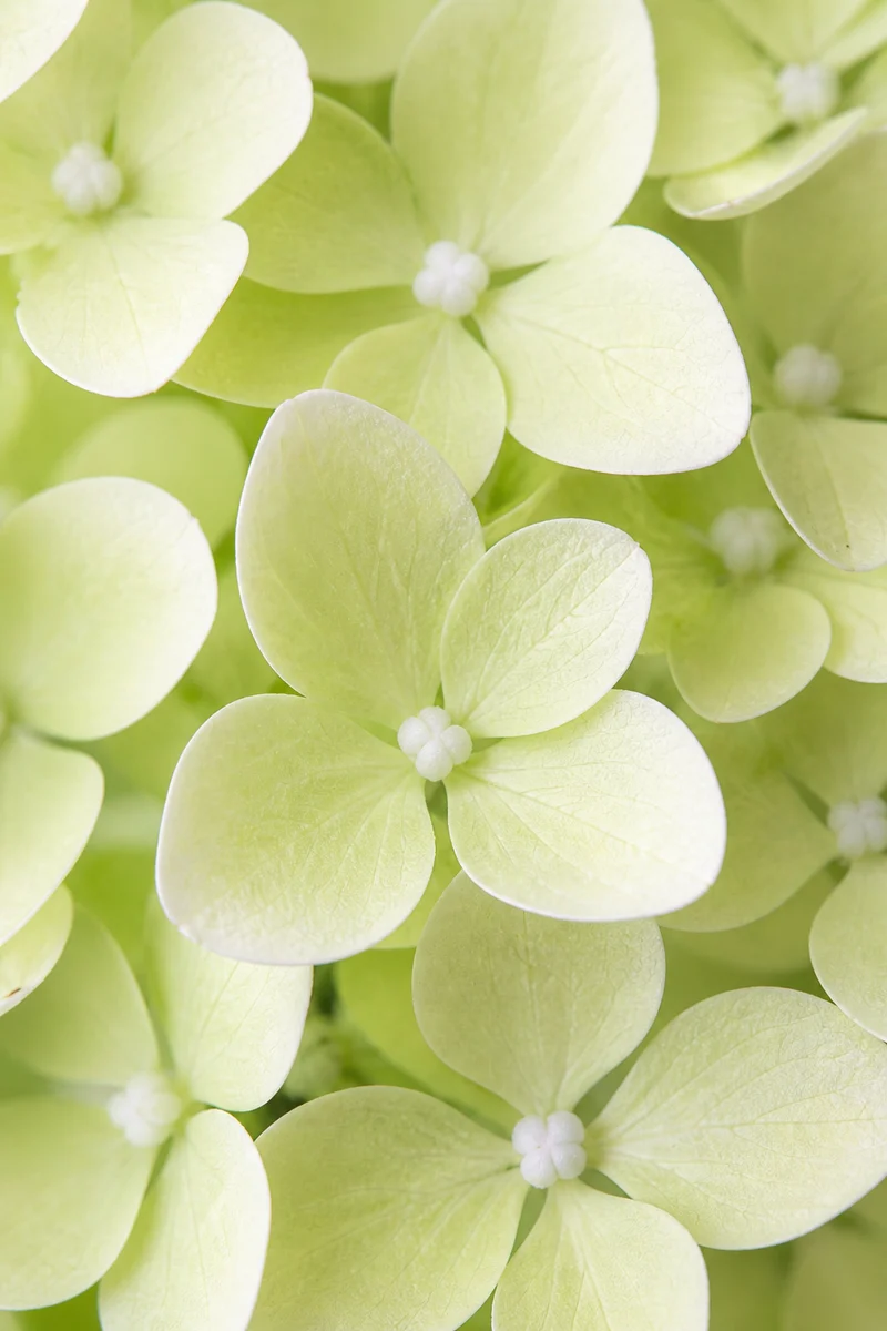 Hortensia paniculé ‘Lime Sparkle’ ( Hydrangea paniculata ‘Lime Sparkle’)