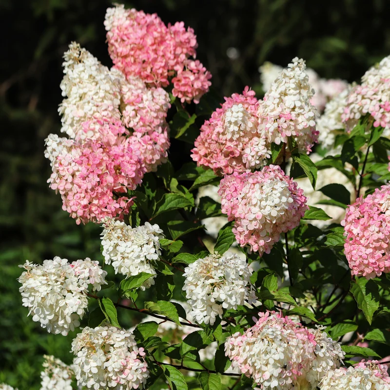 Hortensia paniculé ‘Lavender Candelabra’ ( Hydrangea paniculata ‘Lavender Candelabra’)