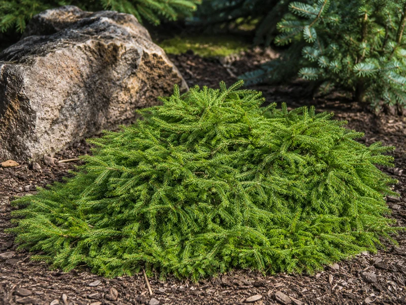 Épinette de Norvège ‘Ripplebrook’ ( Picea abies ‘Ripplebrook’)