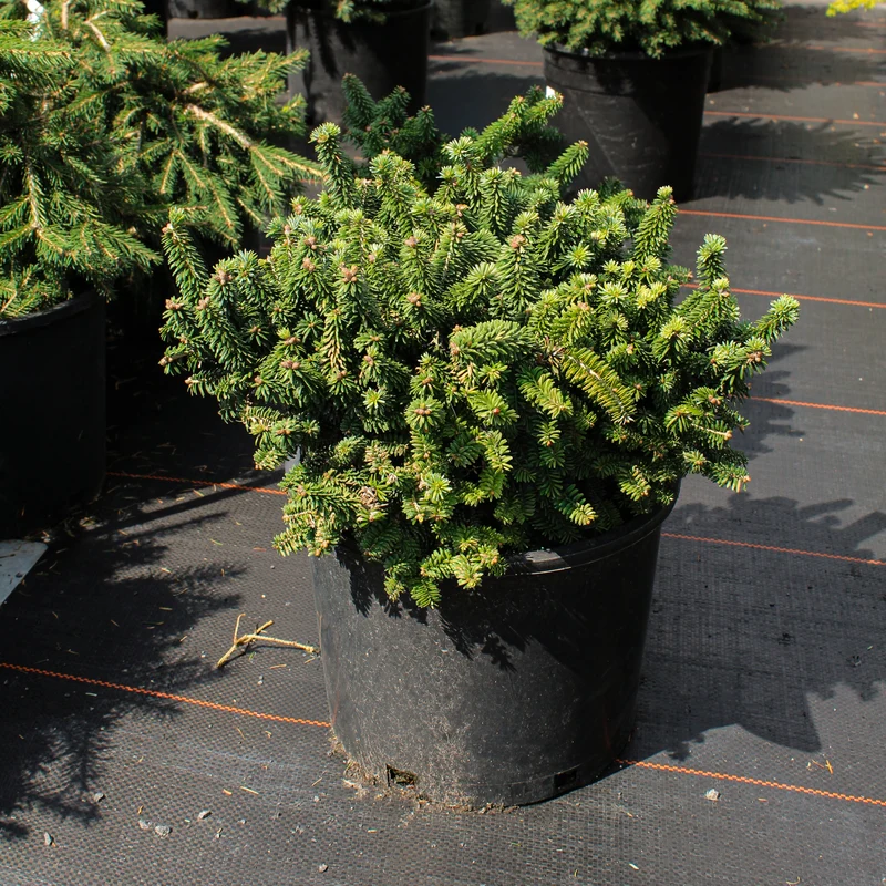 Épinette de Norvège ‘Motala’ ( Picea abies ‘Motala’)