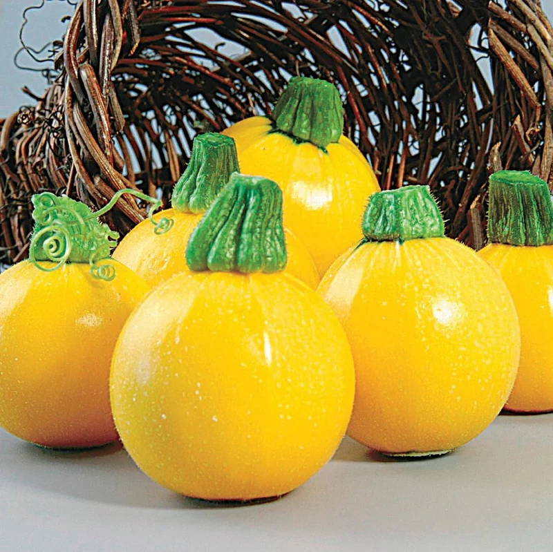 Squash Globe Round Yellow Vegetable Seeds For Planting ,Grow Delicious Round Yellow Squash