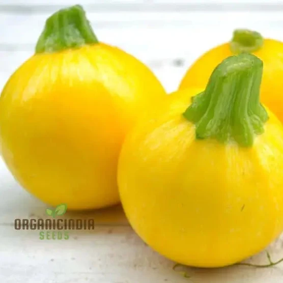 Squash Globe Round Yellow Vegetable Seeds For Planting ,Grow Delicious Round Yellow Squash