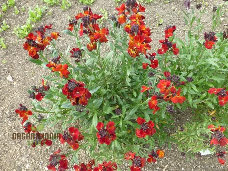 Wallflower 'Vulcan' Seeds for Planting - Ideal for Vibrant, Long-Lasting Blooms in Your Garden