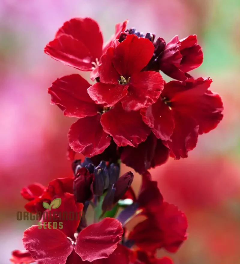 Wallflower 'Vulcan' Seeds for Planting - Ideal for Vibrant, Long-Lasting Blooms in Your Garden