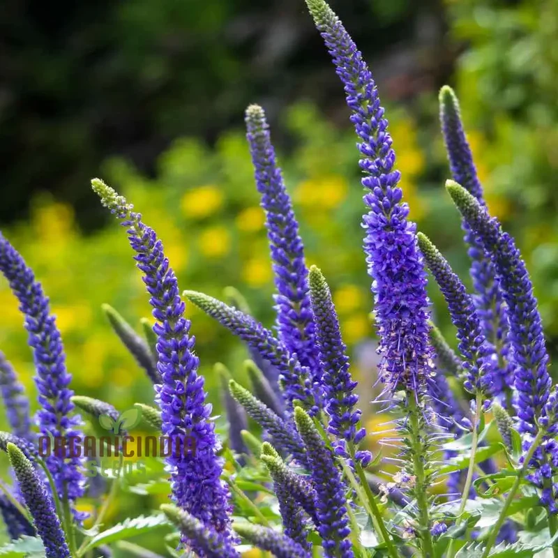 Verbena x Hybrida Blue Flower Seeds, Premium Easy-to-Grow Annual Blooms for Stunning Garden