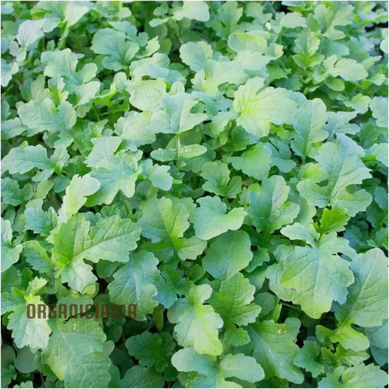 Mustard - Ethiopian Vegetable Seeds For Planting, Grow Nutritious Greens for Your Garden