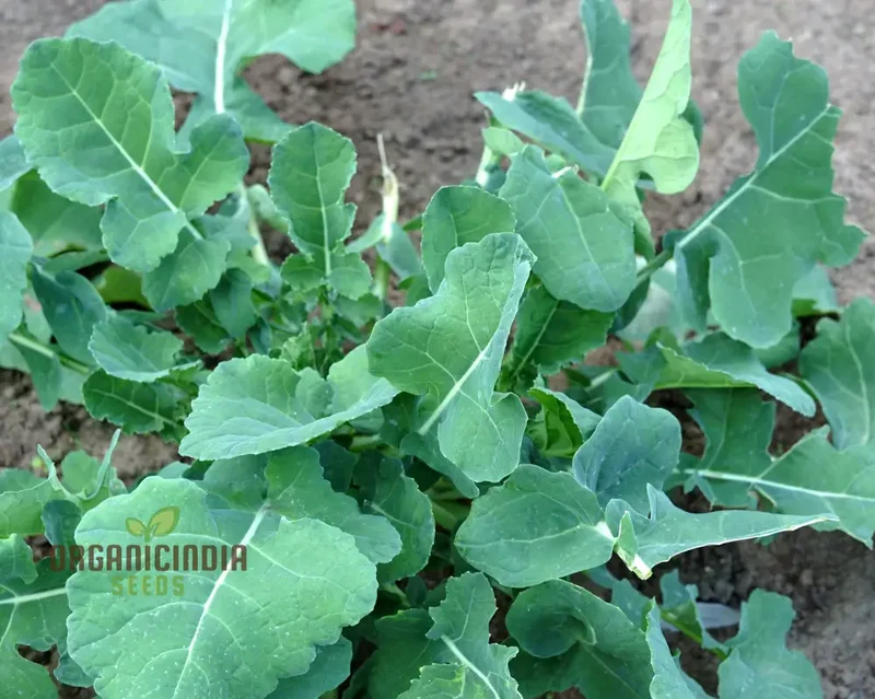Mustard - Ethiopian Vegetable Seeds For Planting, Grow Nutritious Greens for Your Garden