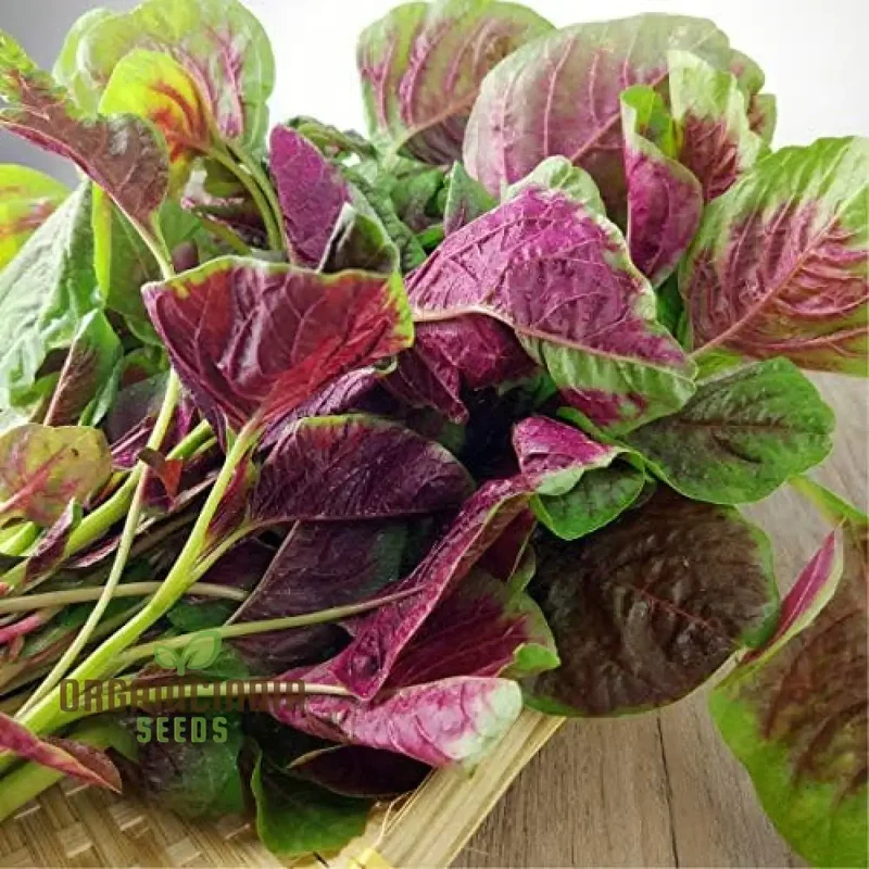 Amaranth Greens - Bicolour Seeds for Planting and Gardening | Premium Quality Seeds