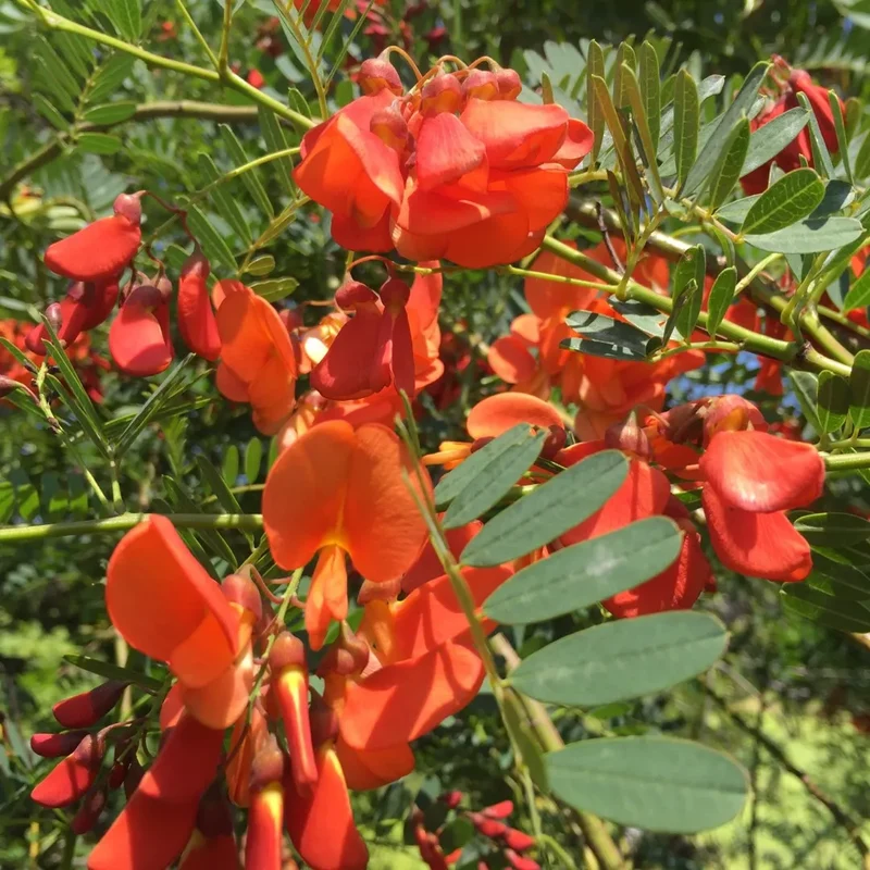 Sesbania Punicea Seeds – Ornamental Flowering Shrub