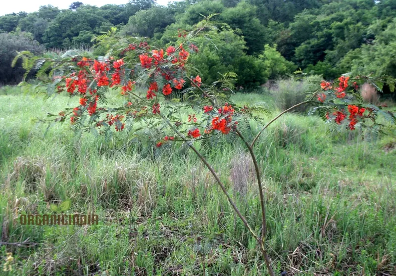 Sesbania Punicea Seeds – Ornamental Flowering Shrub