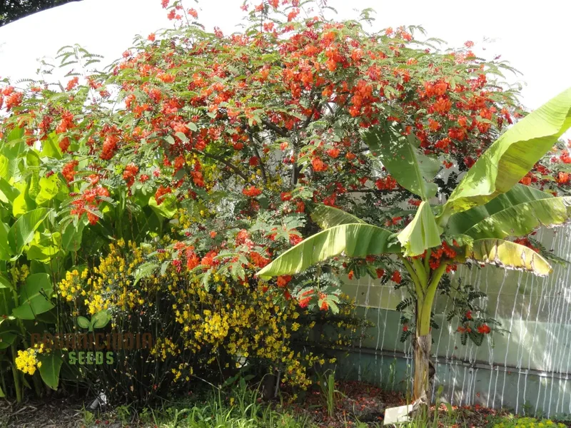 Sesbania Punicea Seeds – Ornamental Flowering Shrub