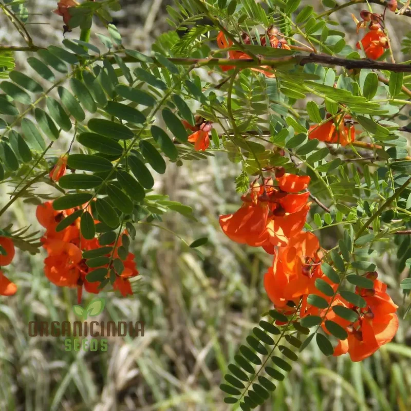 Sesbania Punicea Seeds – Ornamental Flowering Shrub