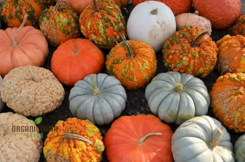 Heirloom Pumpkin Mix Seeds, Premium Vegetable Seeds for Unique, Flavorful Pumpkins, Perfect for Home Gardens