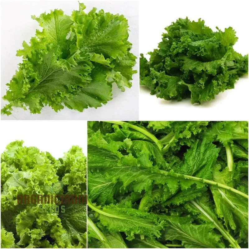 Mustard - Chirimen Hakarashi Vegetable Seeds For Planting, Grow Curled Japanese Mustard Greens for Your Garden