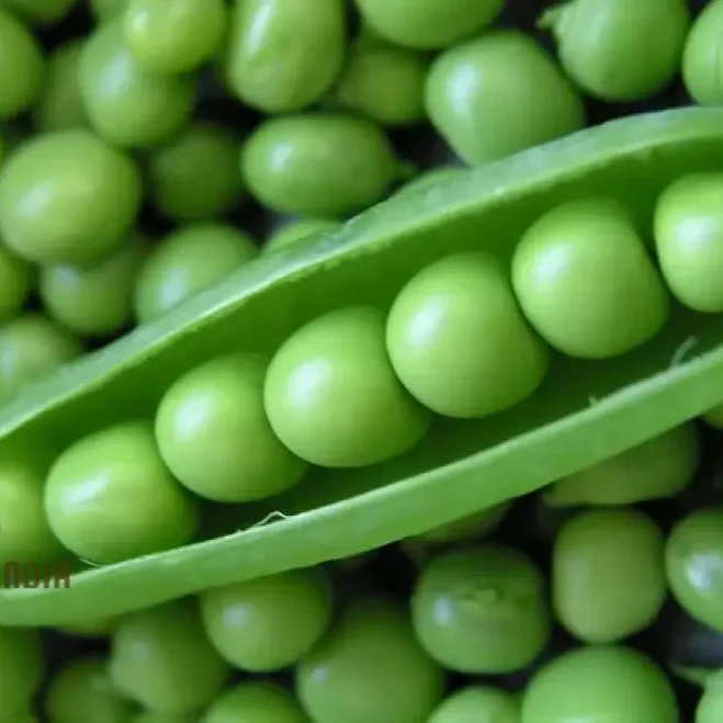 Pea (Sugarsnap) - Bush - Sugar Ann Seeds for Planting and Gardening | Premium Quality Organic Seeds