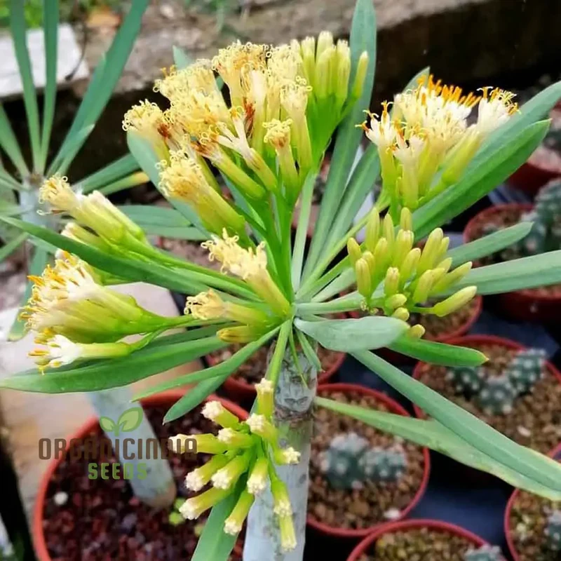 Senecio Kleinia Seeds - Rare Succulent Plant Seeds for Gardening Enthusiasts | Buy Organic Gardening Seeds Online