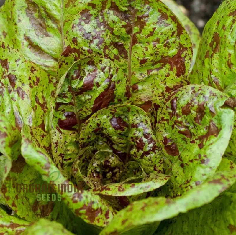 Lettuce - Romaine Freckles Seeds For Planting, Unique Red-Flecked Romaine Lettuce for Your Home Garden